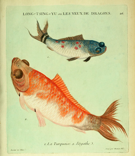 012- La Turquesa y el Agata-Histoire naturelle des dorades de la Chine-Martinet 1780