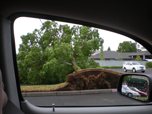 Tipped tree in the Borders parking lot
