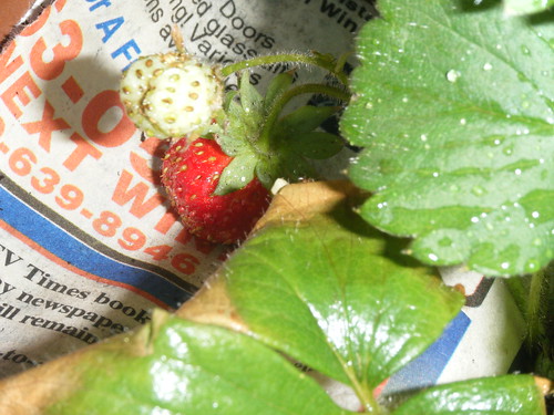 Add newspaper underneath strawberries