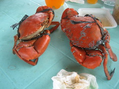 Crab fight