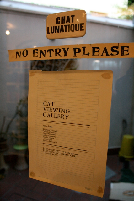 Cat Viewing Gallery