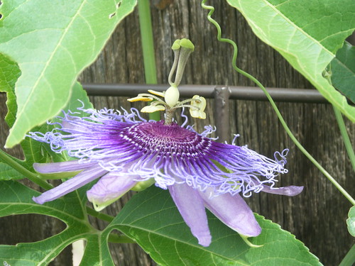 Passion Vine Bloom and leaves