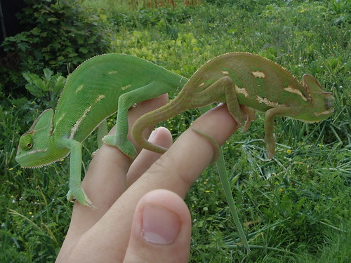 Reptile Forums - View Single Post - SW England Female Yemen Chameleon for crested gecko? or
