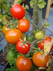 Cherry tomaatjes Tiny Tim