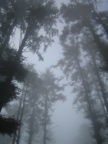 The fog enveloping the trees