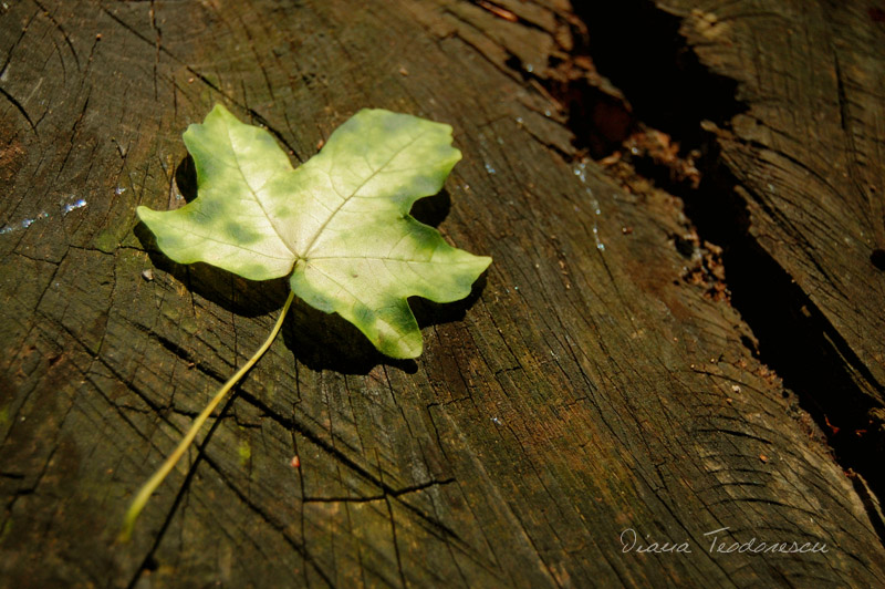 summer leaf