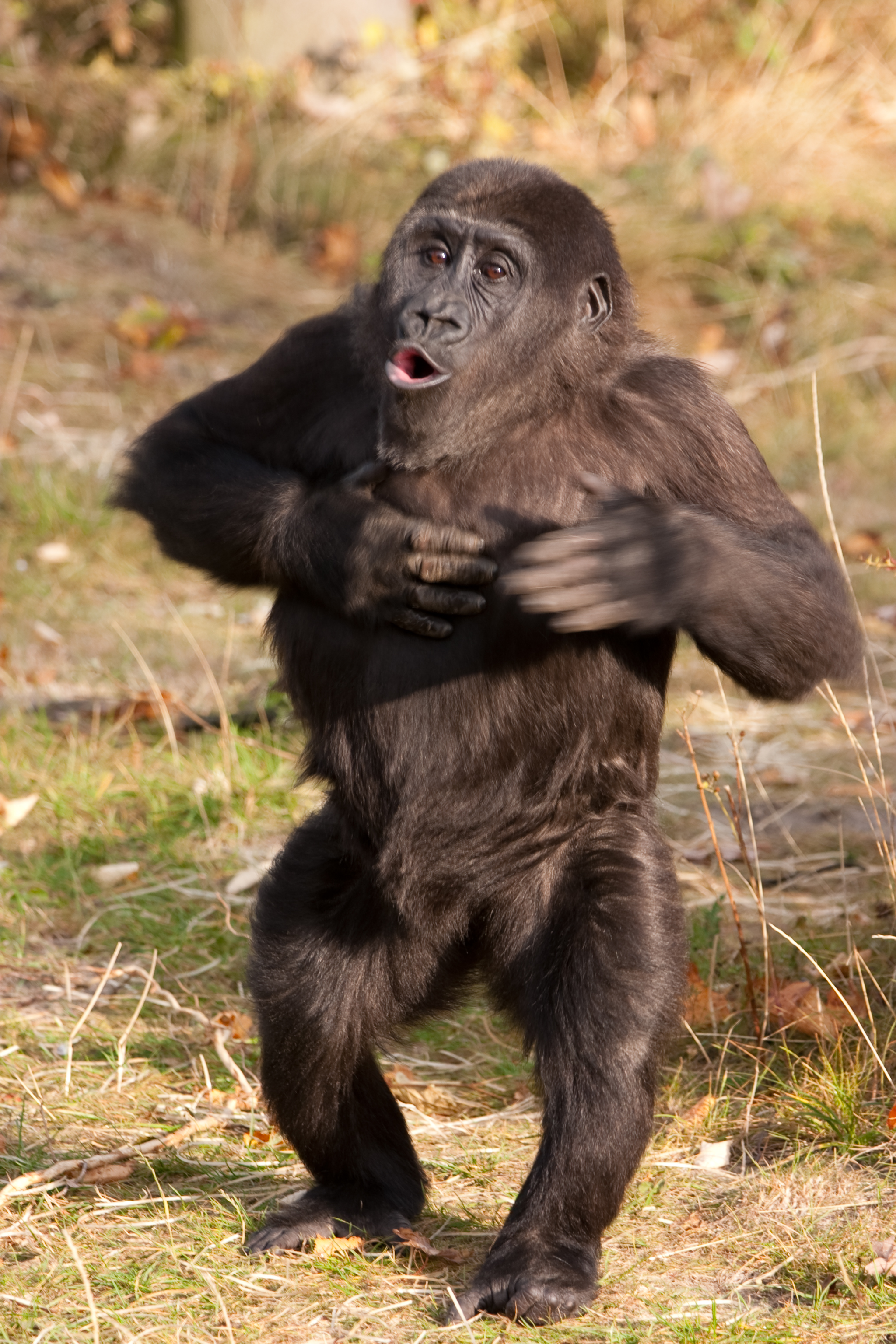 フリー画像 動物写真 哺乳類 猿 サル ゴリラ 子猿 フリー素材 画像素材なら 無料 フリー写真素材のフリーフォト