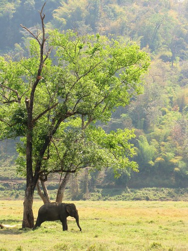 Lone elephant and tree