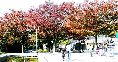 Autumn Leaves in Tennoji Park