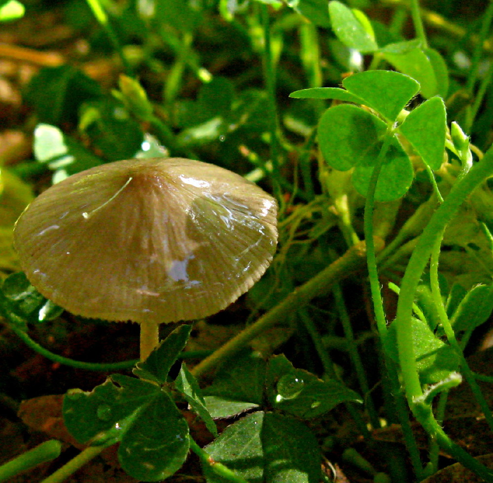 17-06-2011-mushroom-shine4