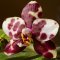 Phalaenopsis Harlequin Type