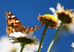 Painted Lady on a Daisy