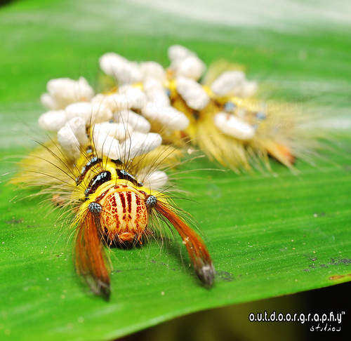 Ulat Bulu pakai Toncet (Caterpillar with the hair tied) - EXPLORED. Thx!