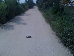  7-turtle