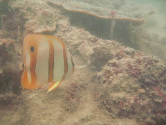 Copperband Butterfly Fish - Chelmon rostratus