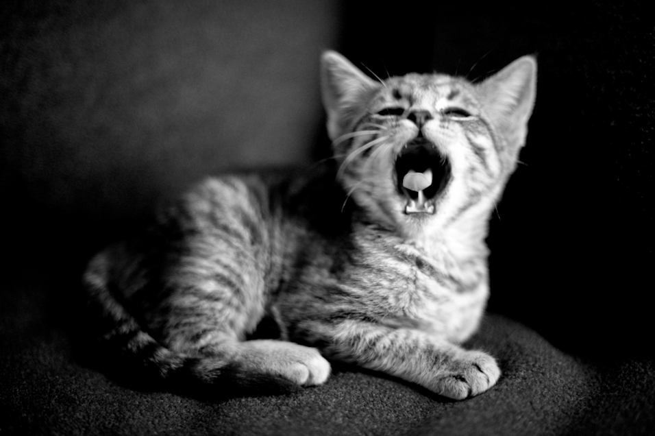 Yawn Portrait I