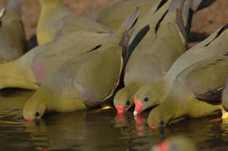 Green Pigeons at the Mehwa mineral lick in the Ituri