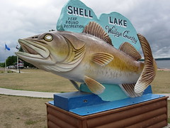 25shell lake walleye