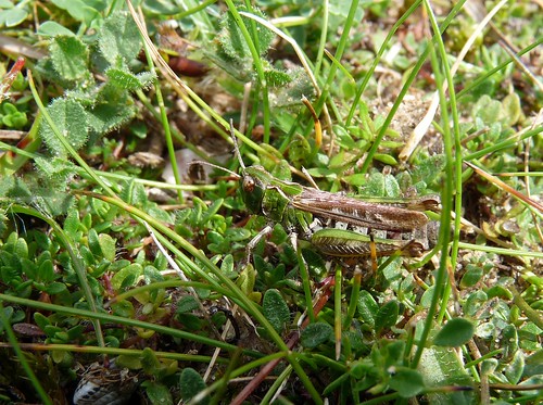 11294 - Common Green Grasshopper