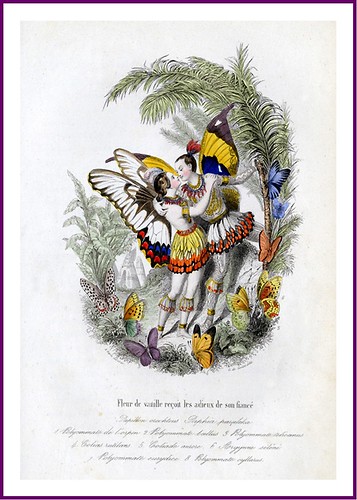 011--Les Papillons, métamorphoses terrestres des peuples de l'air- Pierre Amédée Varin