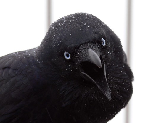 Raven With Beak Open Mid-Squawk (Closeup)