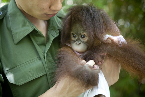 Tenten, the orang utan baby