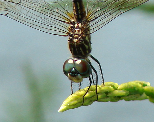 dragonflyeyes2