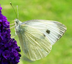 Butterfly Large White