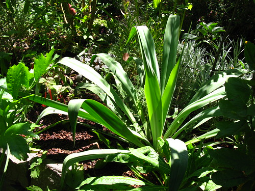 2009-08-01 garden; Beschorneria rigida