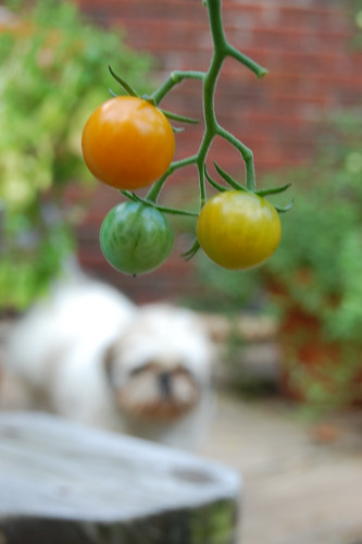 Tomatoes and Oliver