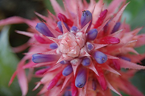 Pink, blue and rose curly-edged Aechmea fasciata and its visiting ants by jungle mama