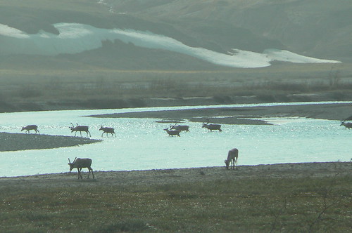 Caribou watering at the Sagavanirktok River