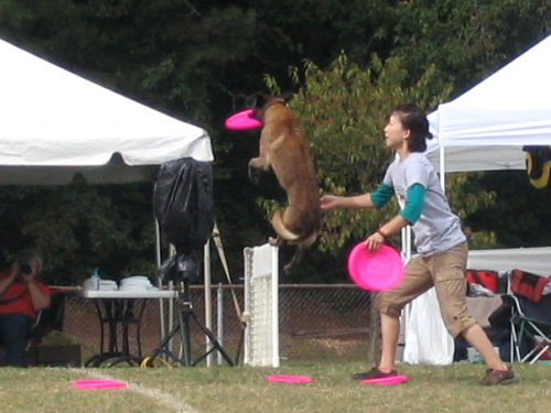 Frisbee Dogs - 5
