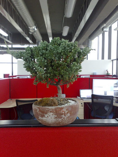 bonsai care tree