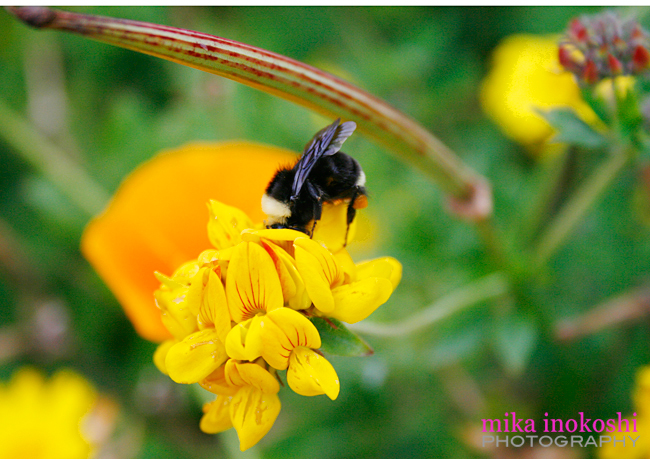 Busy Bee by mika inokoshi photography650px