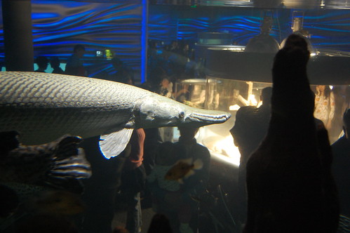 alligator fish,beast fish,ugly fish,biggest fish,