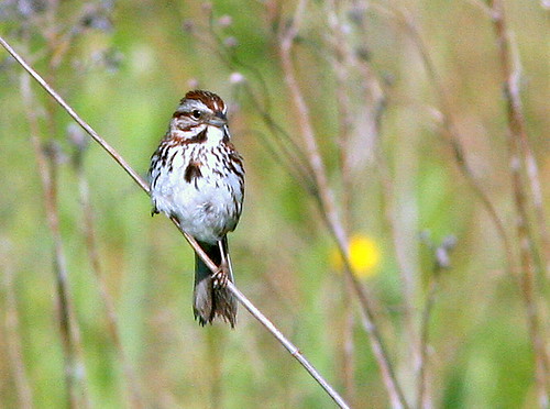 Song Sparrow 20090605