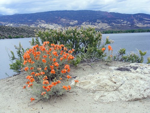 Flaming Gorge Reservoir and Plants