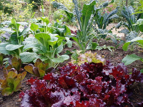 Vegetable Bed Lettuce