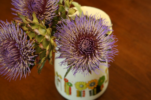 purple artichoke flowers