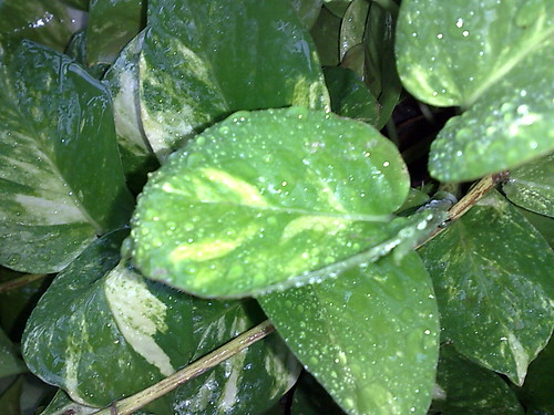 money plant. raindrops on money plant leaf