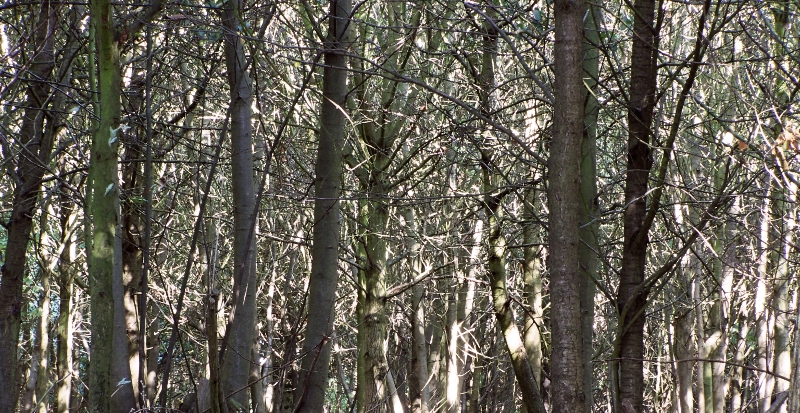 Woodland Trees