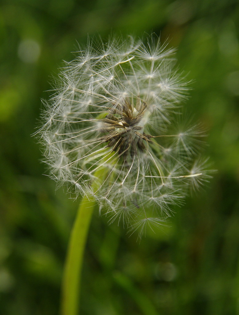 dandelion with Sigma 17-70mm f/2.8-4.5 and Pentax K20D