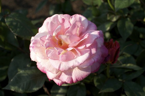 薔薇 by keganimushi