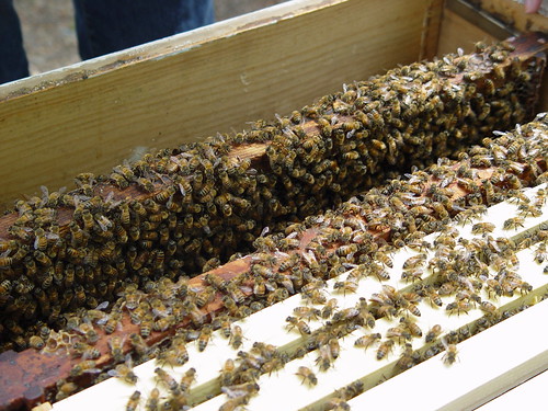 So many bees!