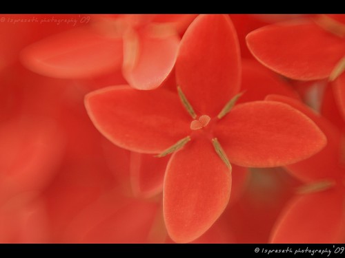 Bathed in red - Ixora