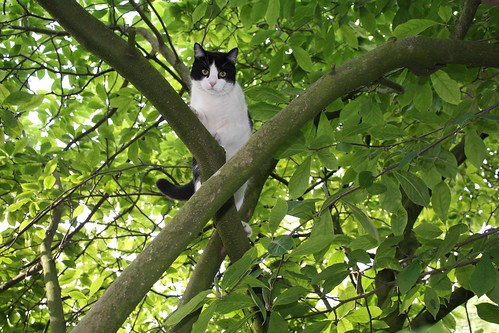 Our cat, Arthur, stuck in a tree