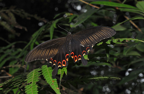 Papilio helenus fortunius 白紋鳳蝶