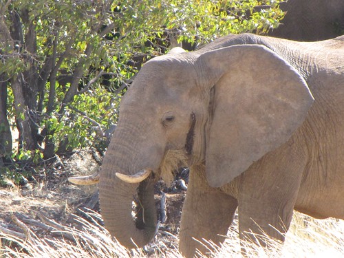 Damaraland: Elephants
