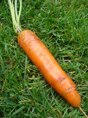 Eerste wortel geoogst Gelukkig een stuk langer dan vorig jaar... 52 gram
